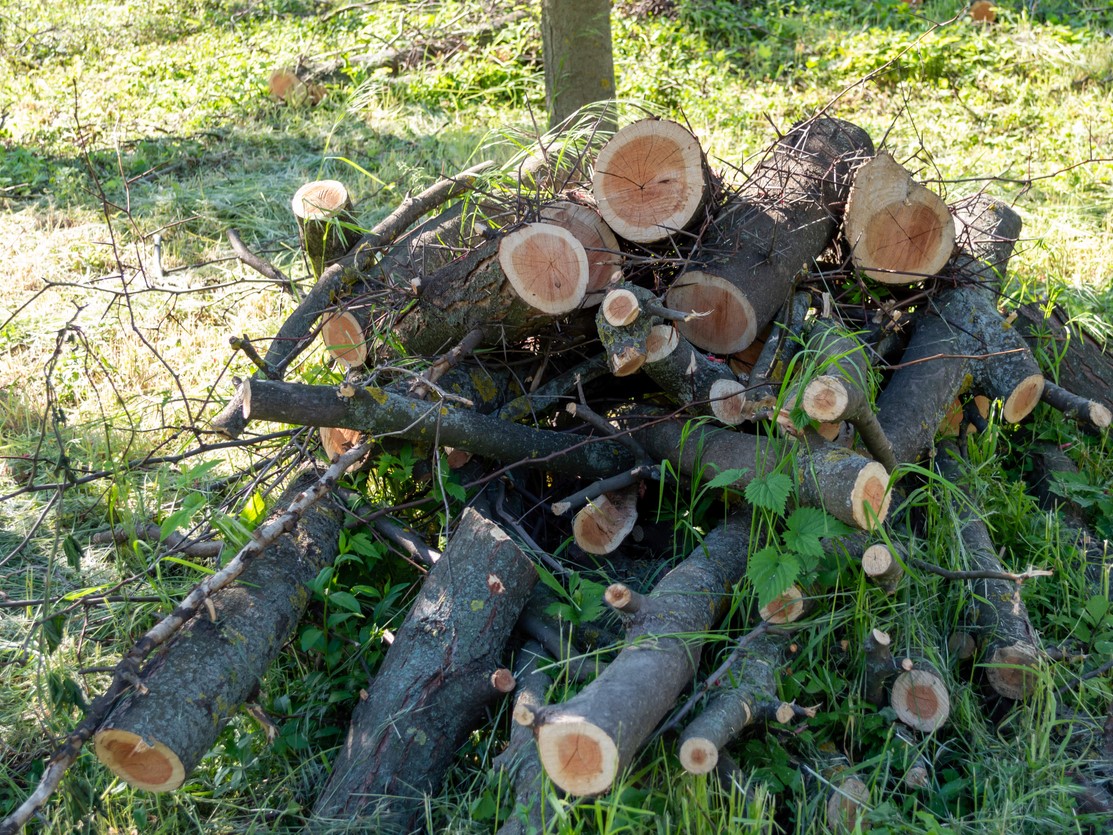 vente de bois franc